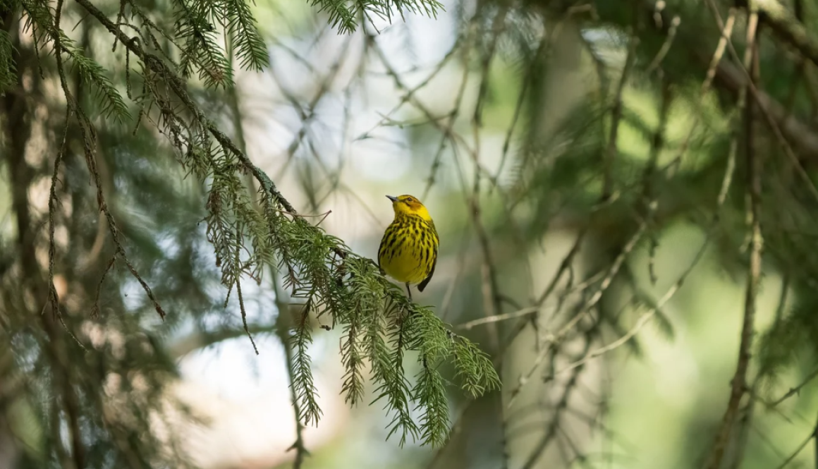 placeholder-bird