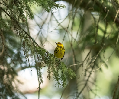 placeholder-bird