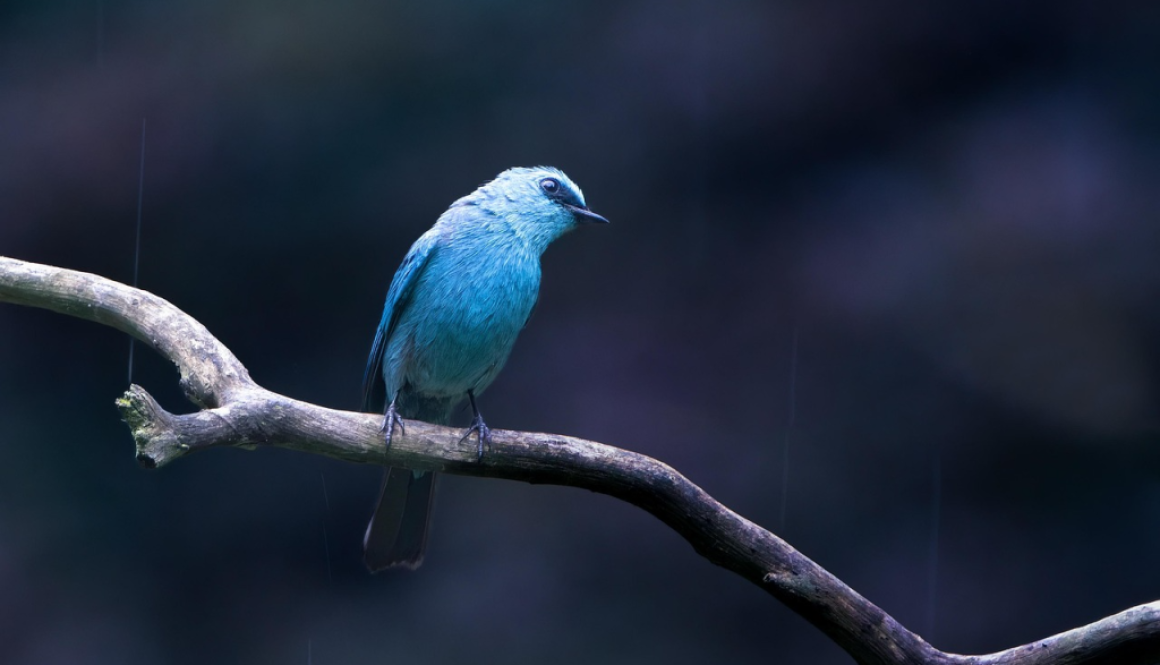 placeholder-bird-2