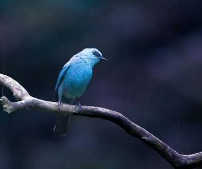 placeholder-bird-2