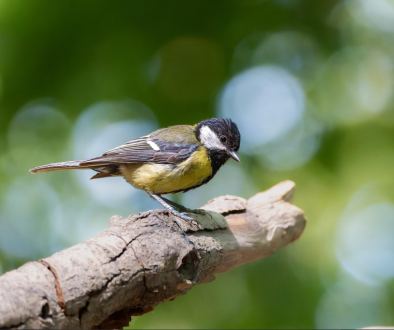 placeholder-bird-3